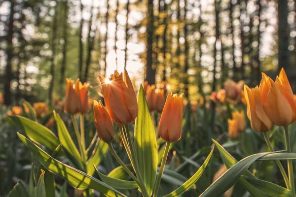 Ammattilainen siivoaa toimistotiloja